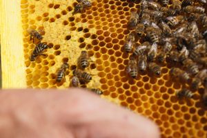Parrainage d'abeilles : activités Parrainage d'abeilles : activités