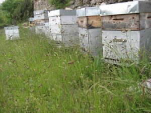 Activité des ruches au printemps