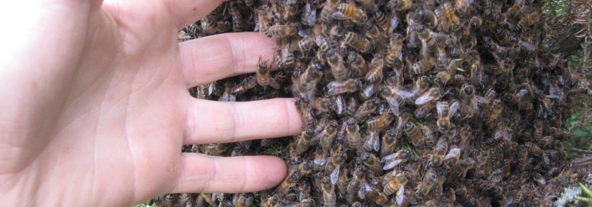 Essaim d'abeille