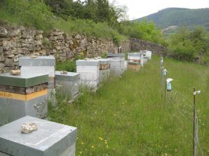 Ruchers de Lozère à parrainer