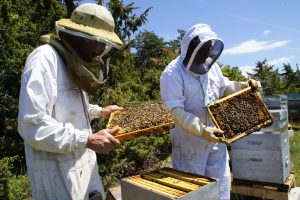 Ruche - Récolte du miel