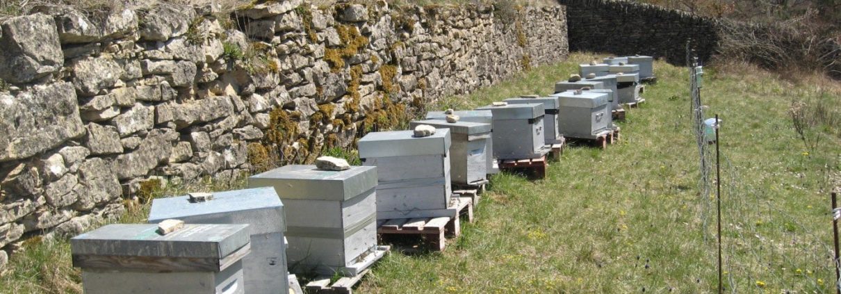 Saison ruchers Lozère