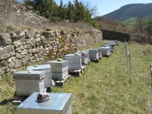 Saison ruchers Lozère