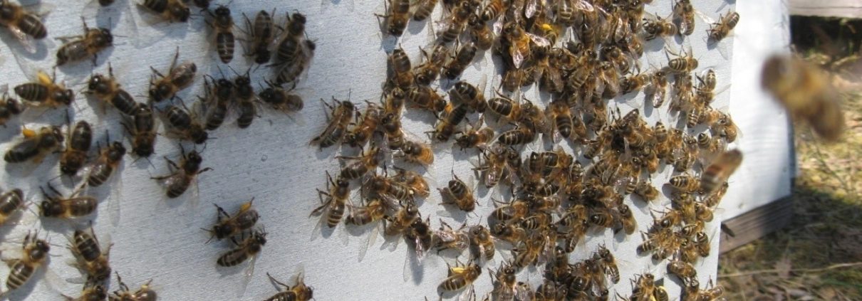 Abeilles : Activité devant la ruche