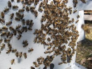 Abeilles : Activité devant la ruche