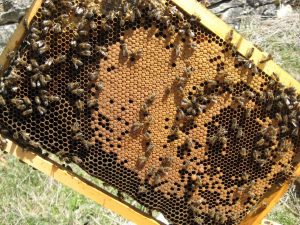Rayons de miel : produit de la ruche
