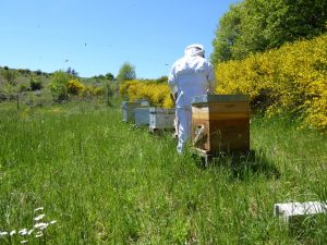 Apiculteur Lozère : soin des abeilles Apiculteur Lozère : soin des abeilles