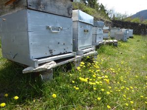 Printemps : c'est le moment de parrainer une ruche ! Printemps : c'est le moment de parrainer une ruche !