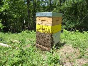 Ruche à parrainer - Colonie d'abeille