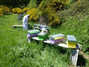 Ruches en Lozère - Traitements et soins