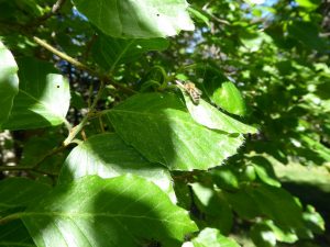 Abeilles élevées en pleine nature - Parrainage