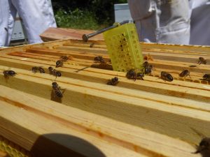 Elevage d'abeilles en Lozère : parrainage