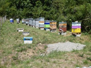 Rucher en Lozère : parrainage