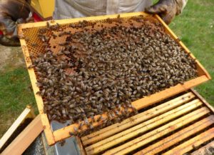 Visite et contrôle des cadres de chaque ruche