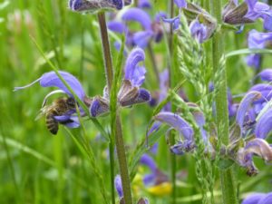 Abeille butinant une sauge des prés